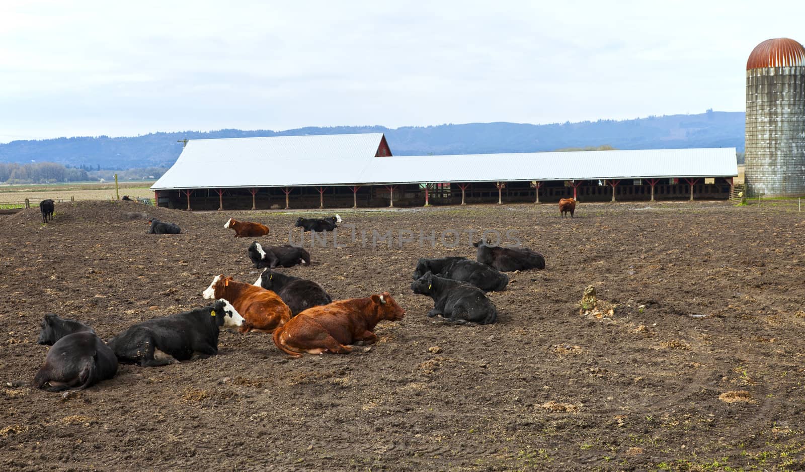 Resting cows in a field Suvie Island Oregon.