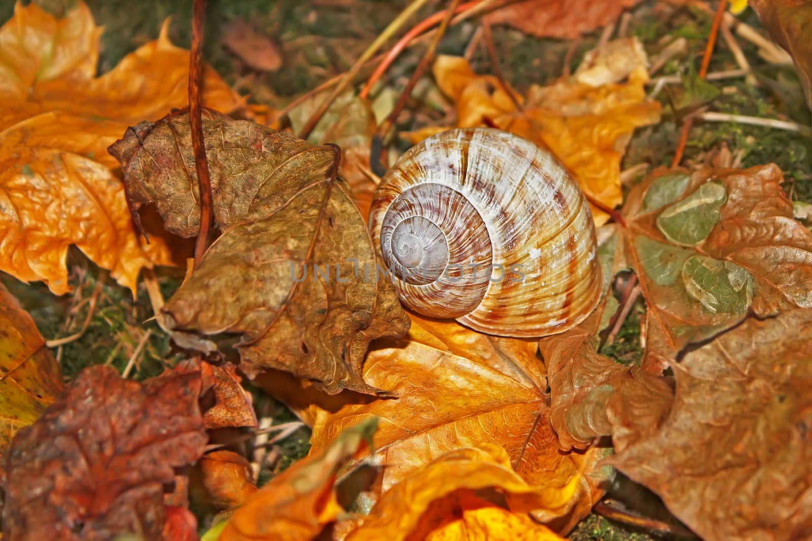 Details of autumn forest. Shell on the falling leaves