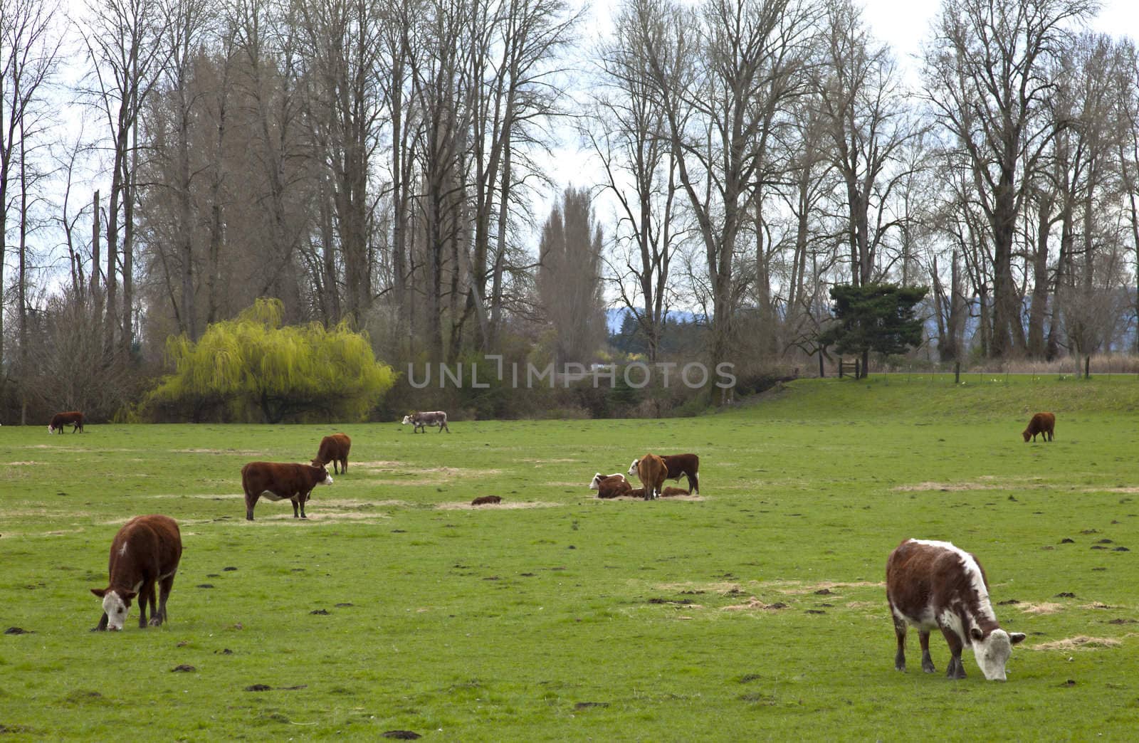Grazing cows in green pastures Suvie Island Oregon.