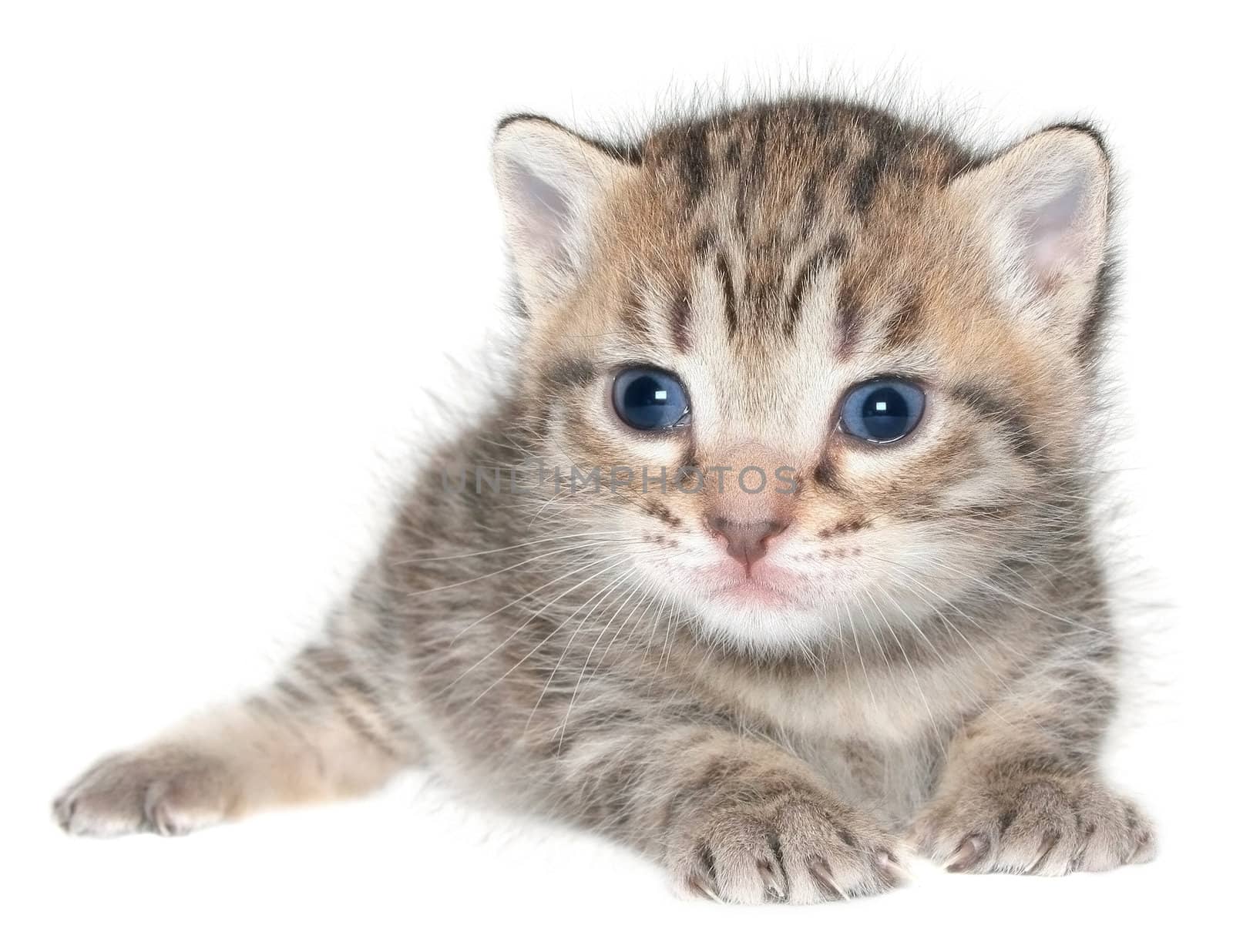 Small kitten on a white background.