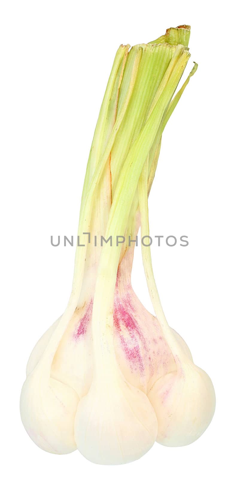Fresh garlic on a white background.