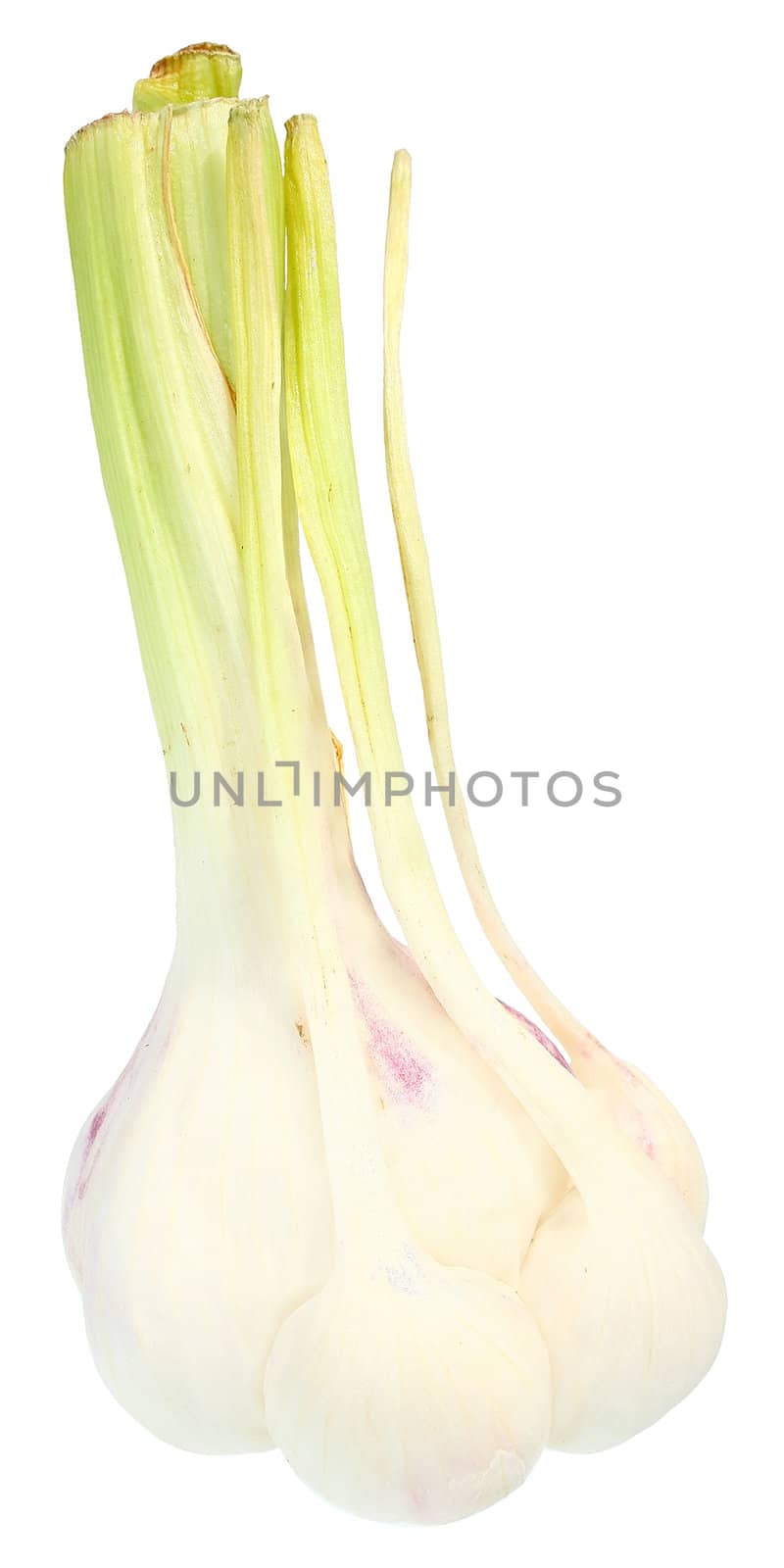 Fresh garlic on a white background.