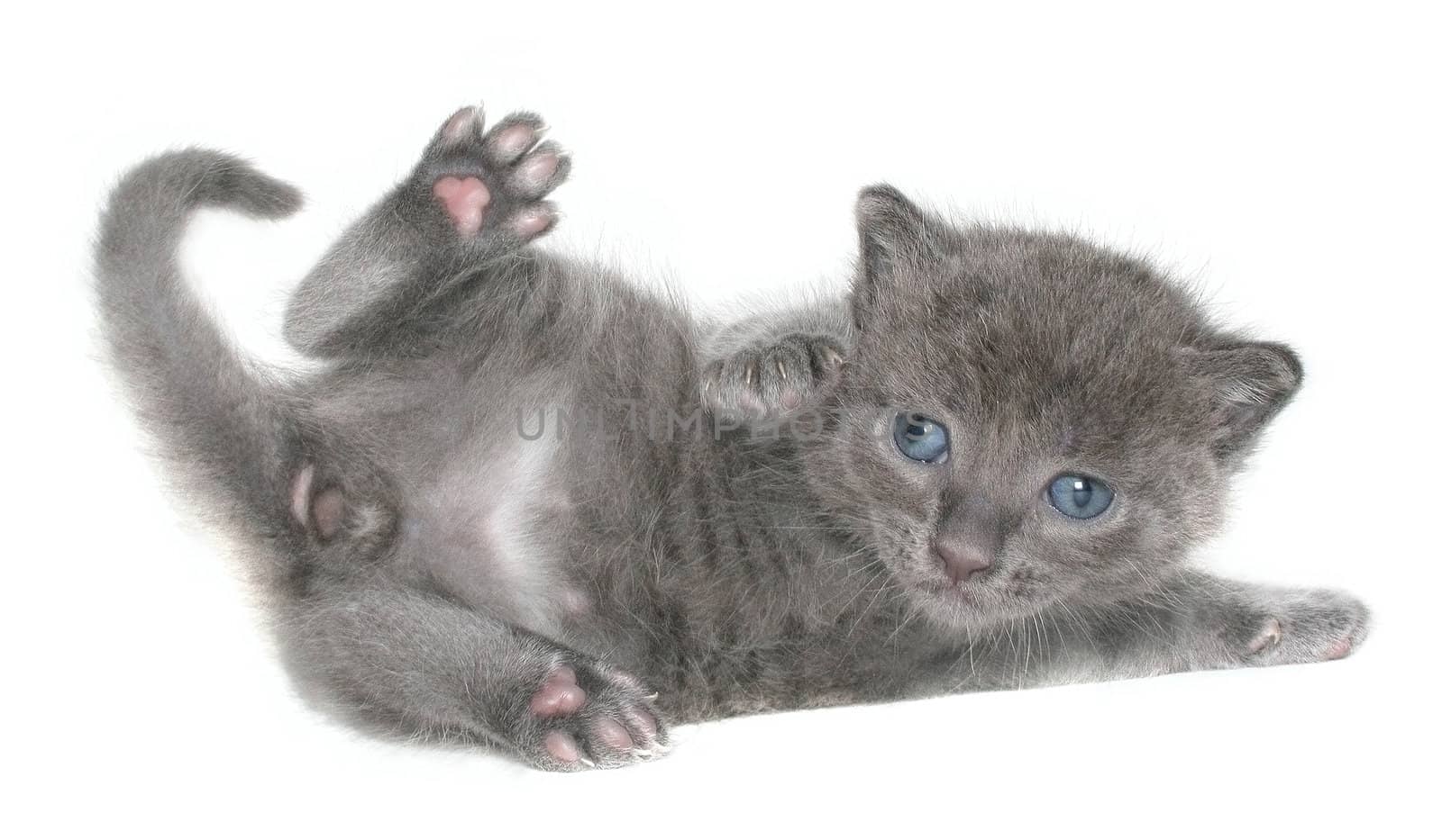 Small kitten on a white background.