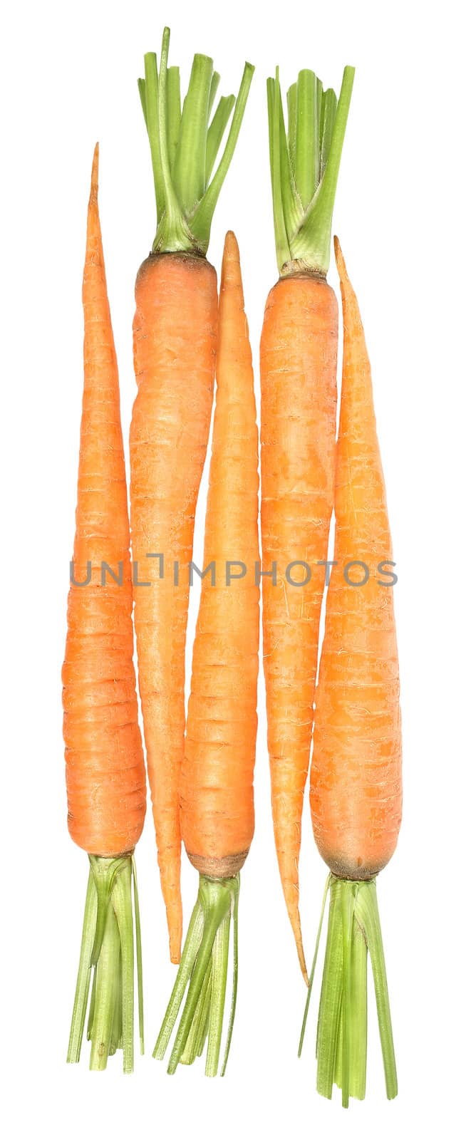 Carrots on a white background.