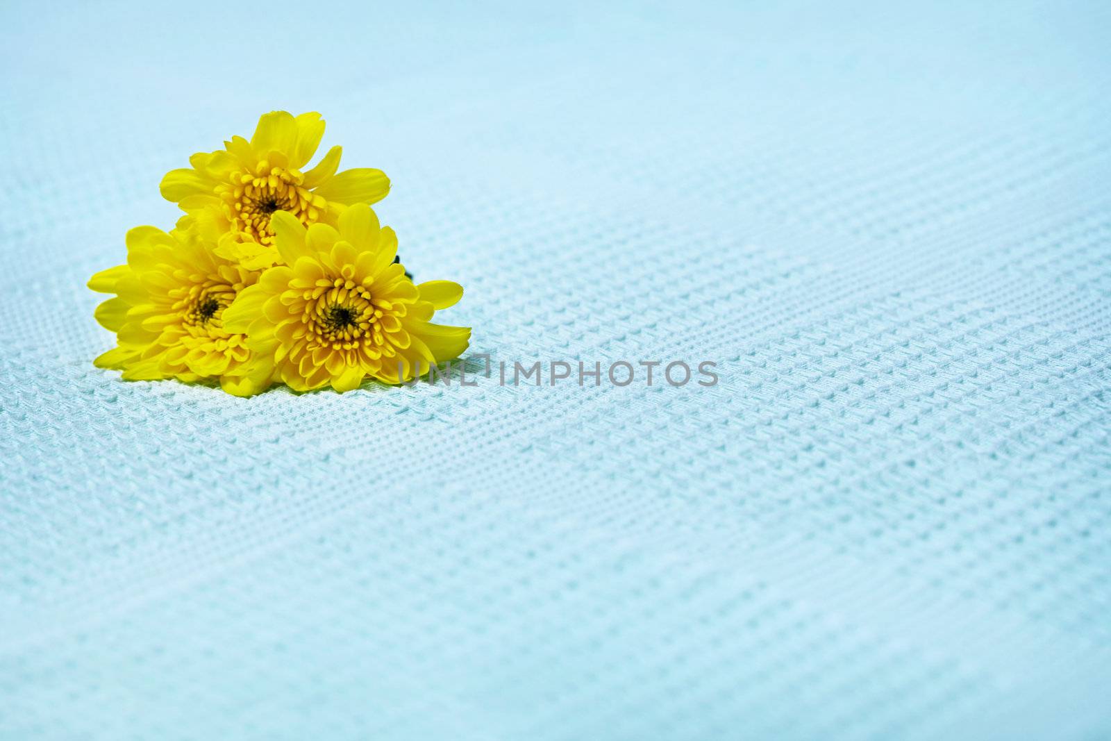 Yellow flowers on a blue towel by pzaxe