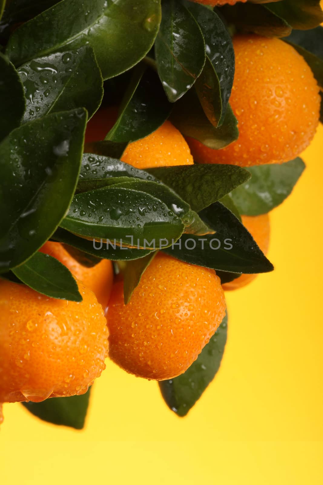 orange branch