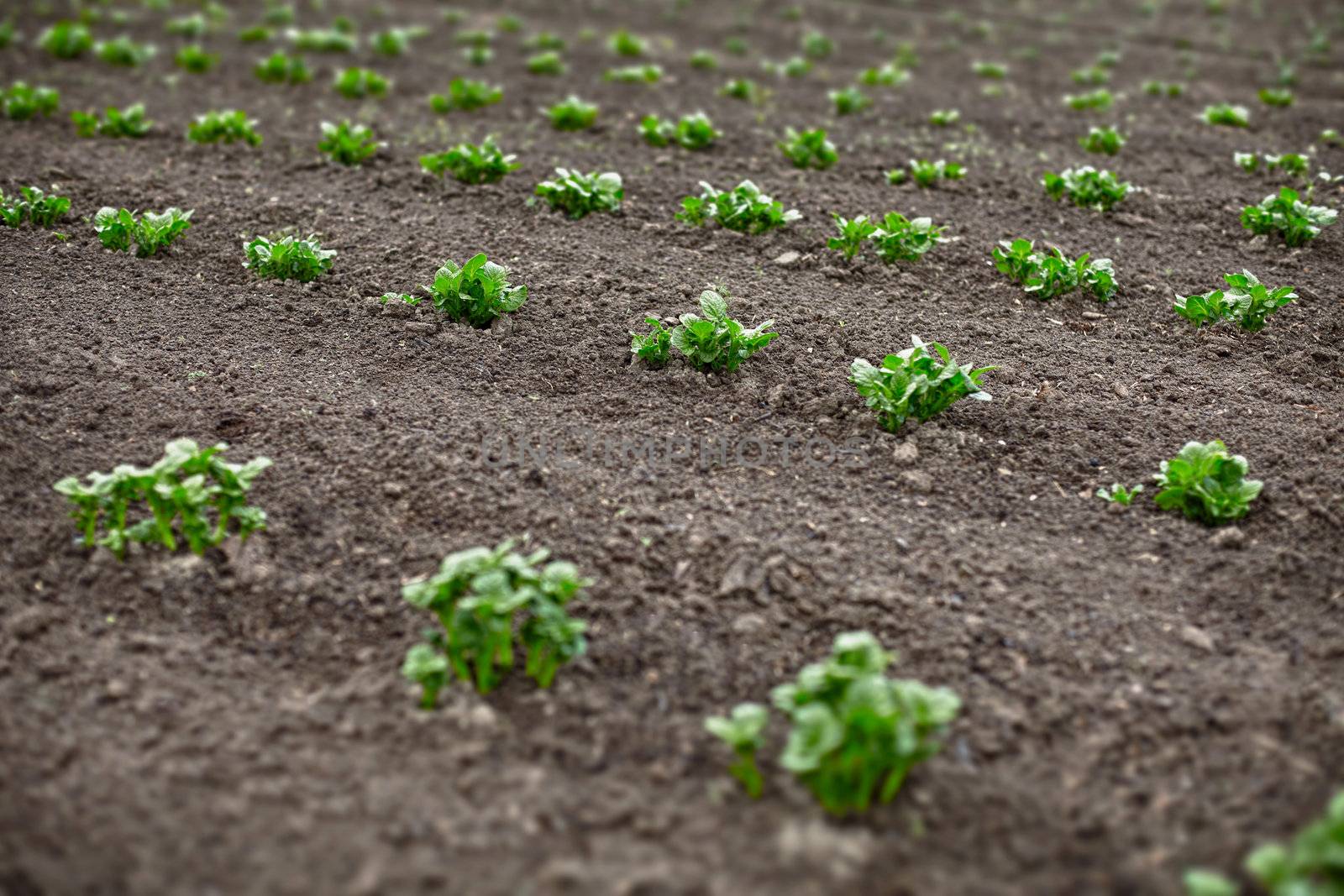 Potato sprouts in the spring field