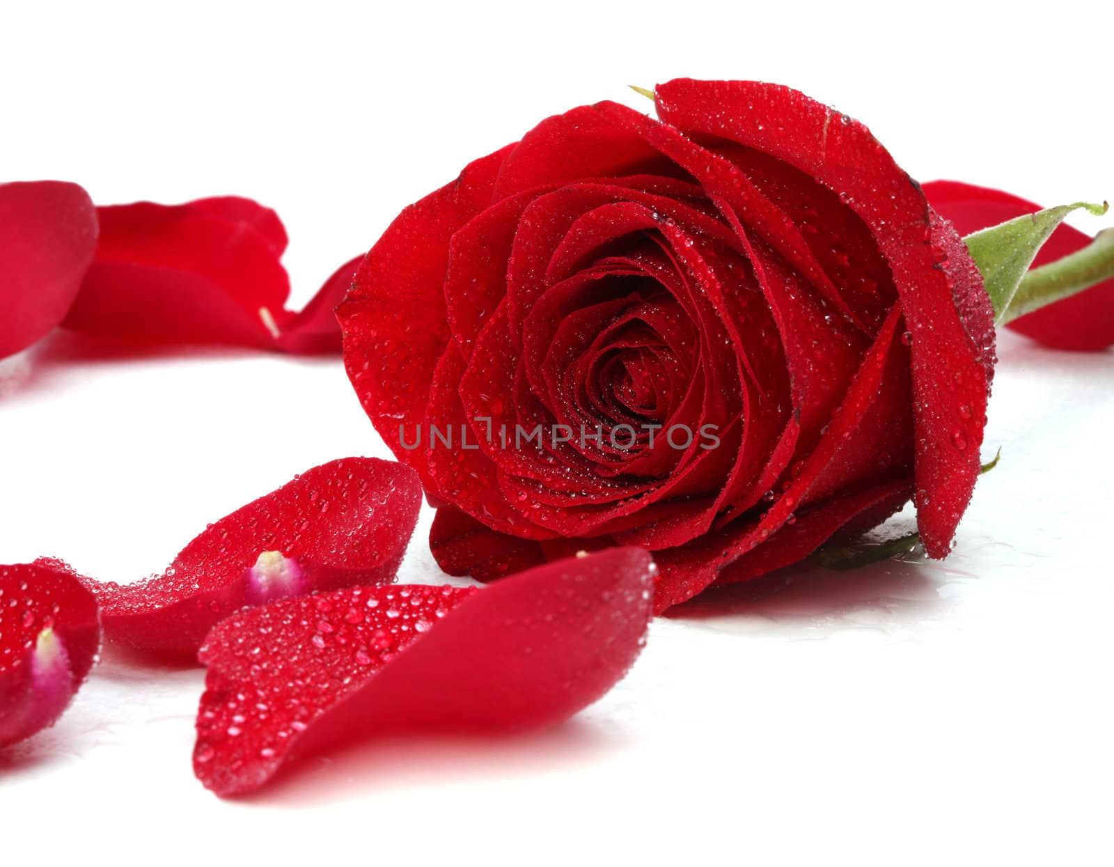 red rose by rudchenko