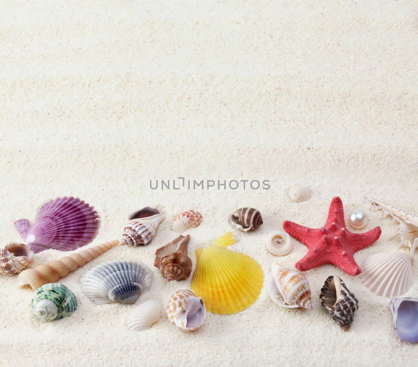 sea shell on sand by rudchenko