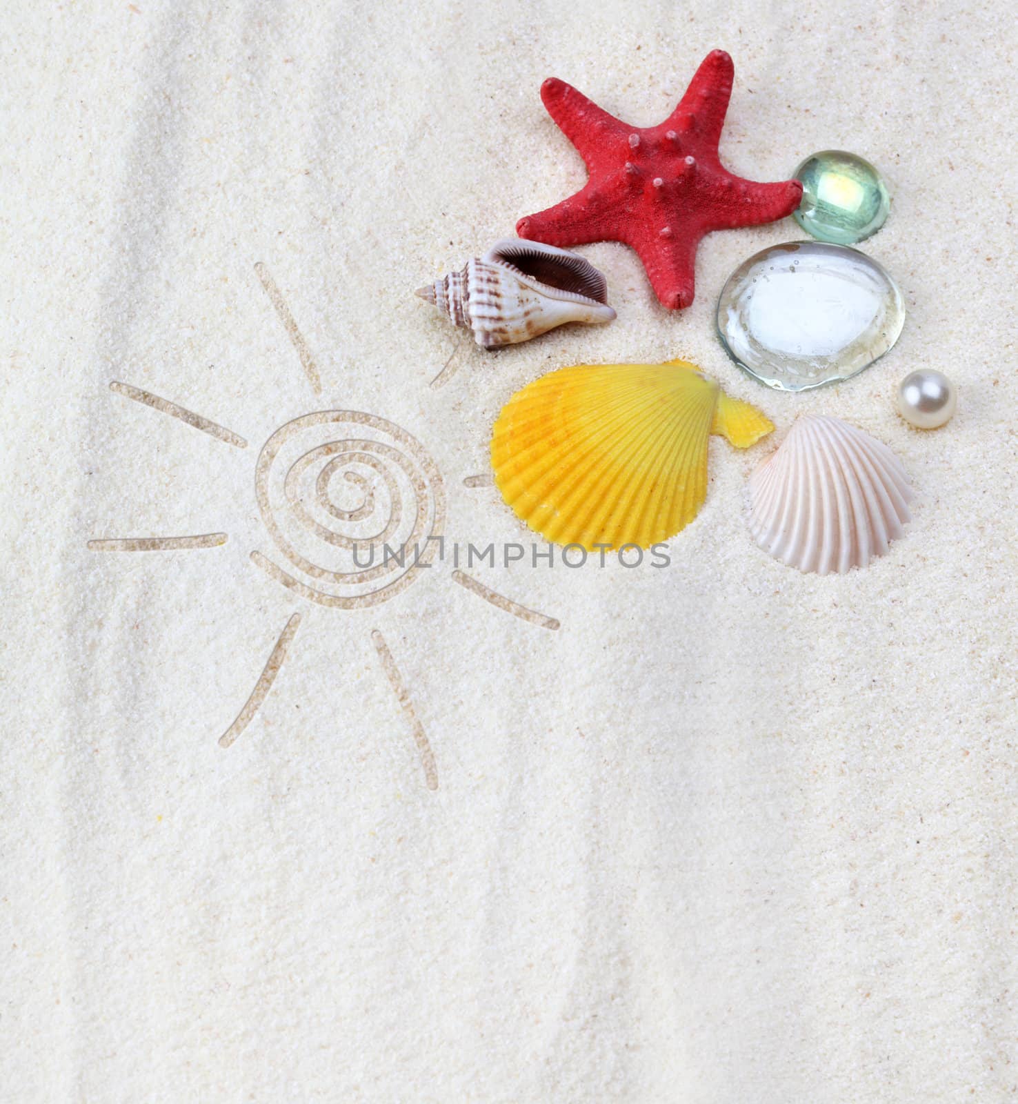 sea shell on sand by rudchenko