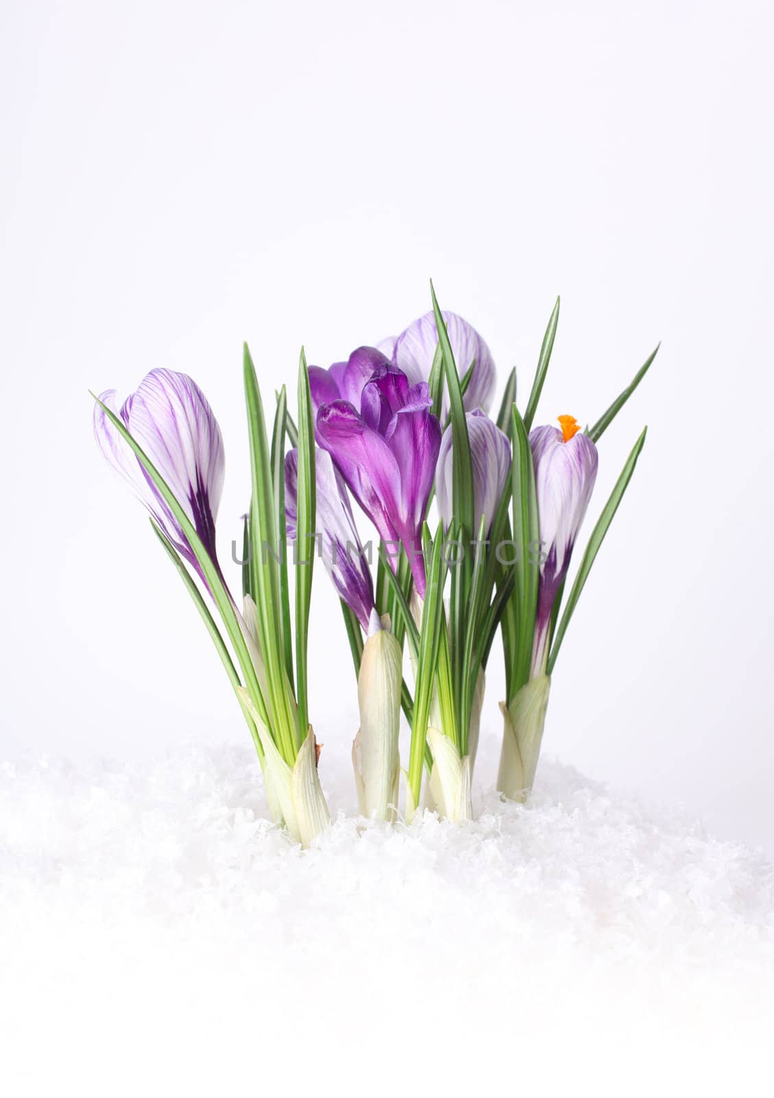 spring flower in snow