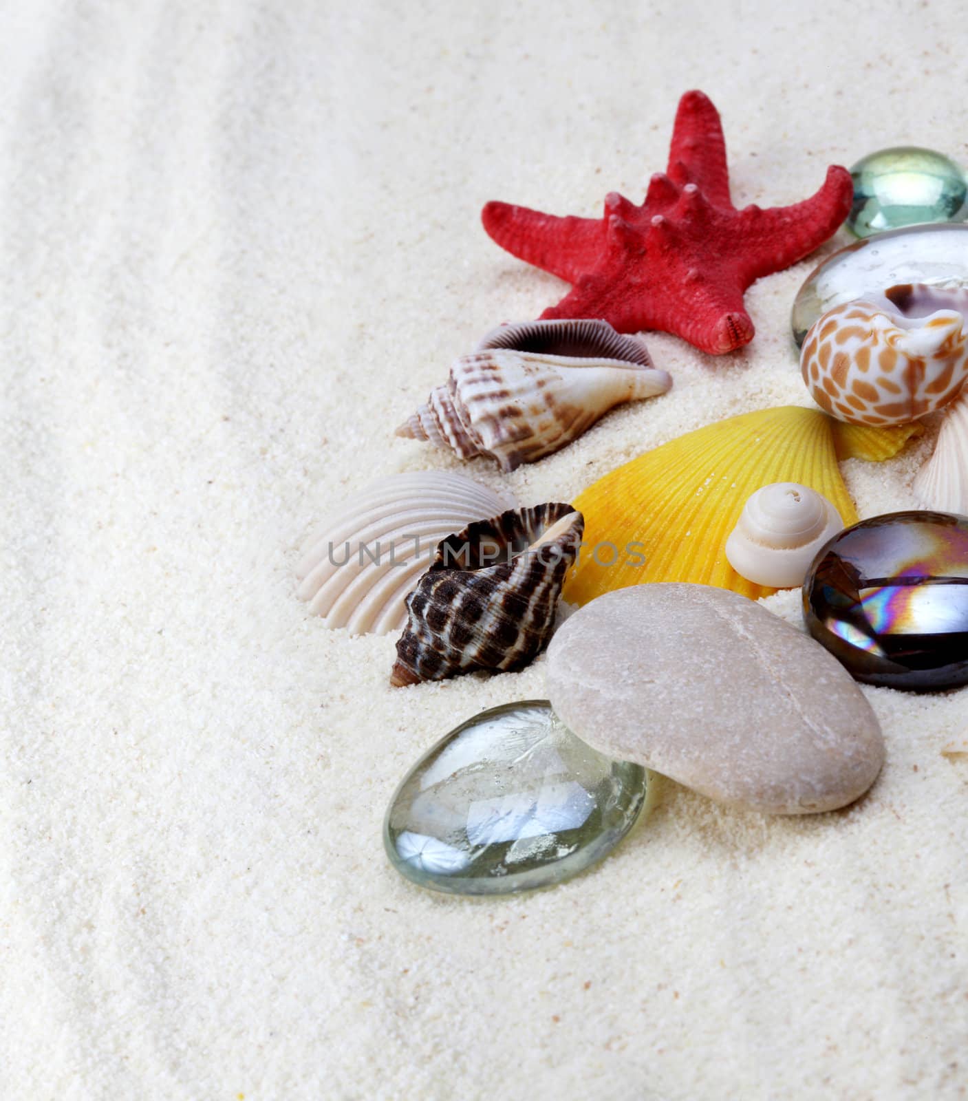 sea shell on sand