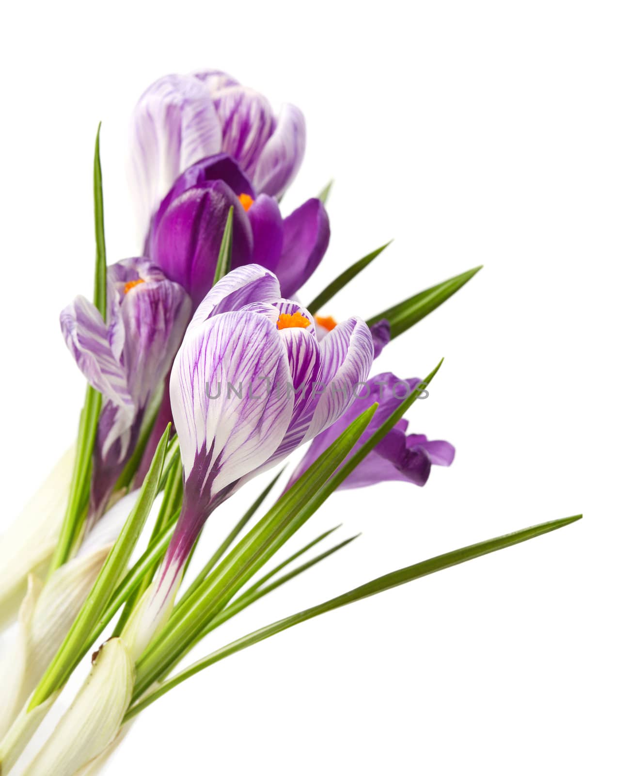 spring flower by rudchenko