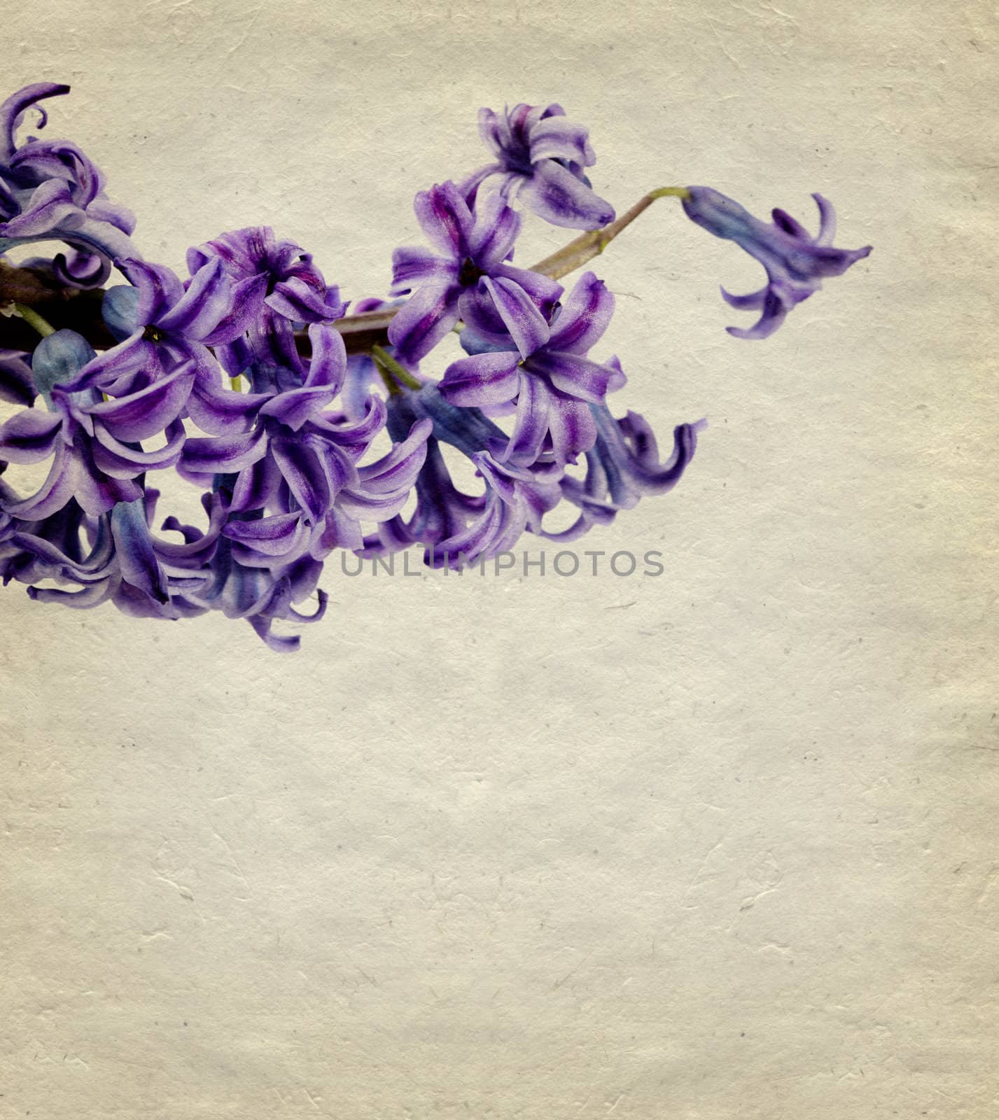 lilac flower by rudchenko