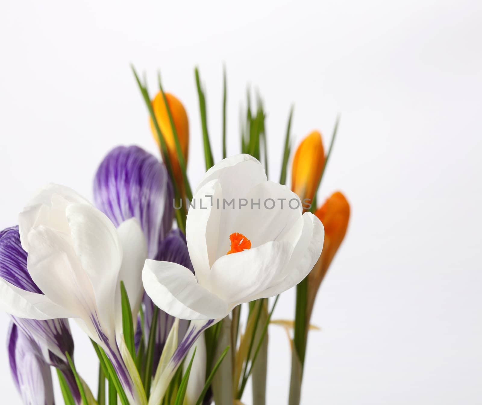 spring flower by rudchenko