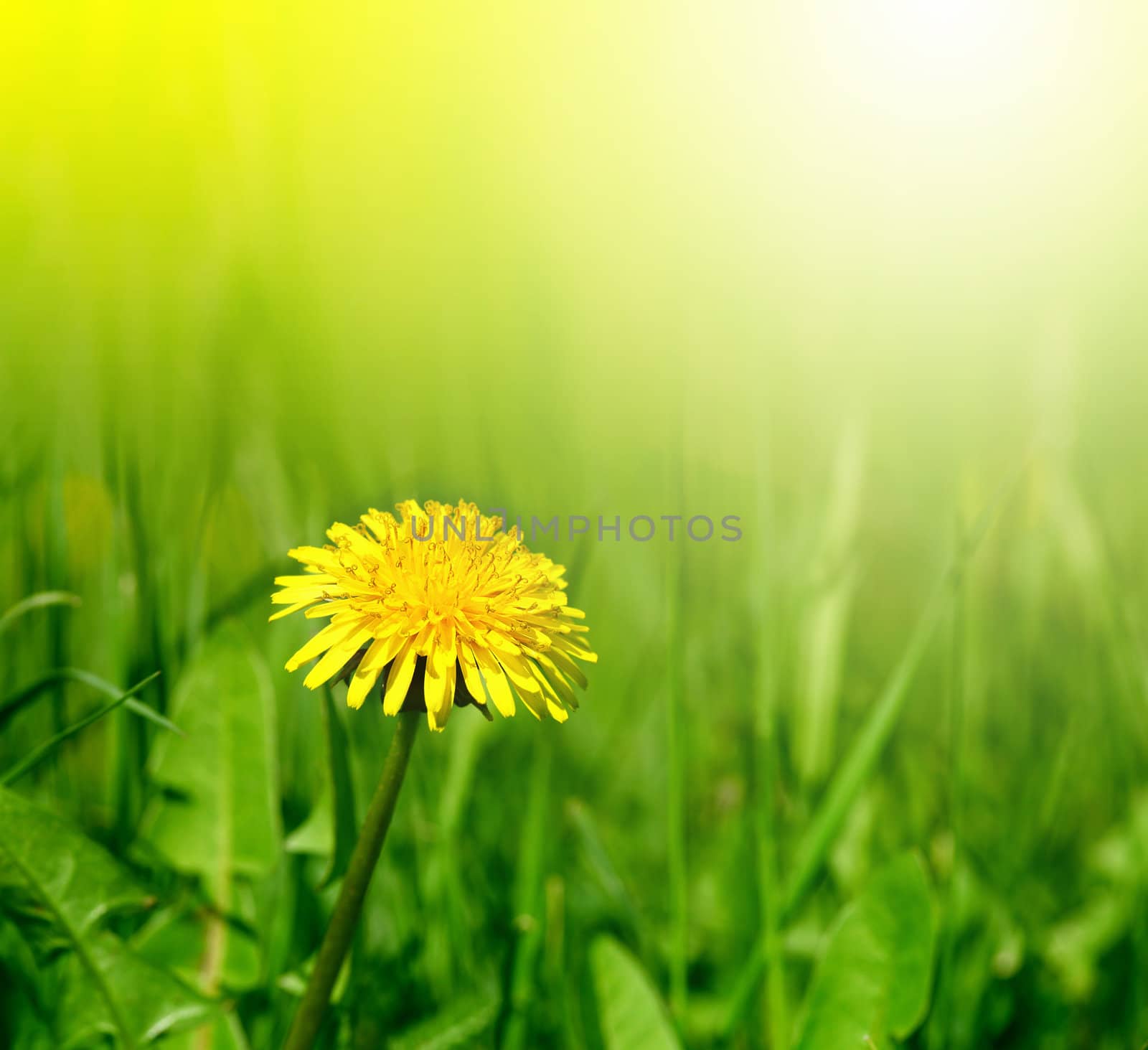 dandelion in grass