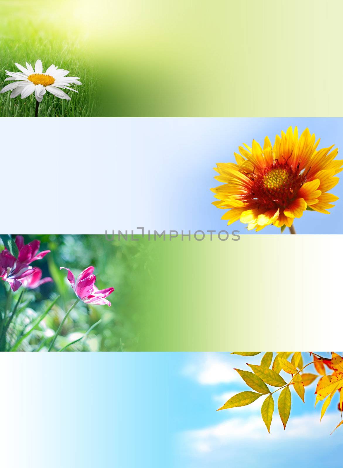 set of flower banners