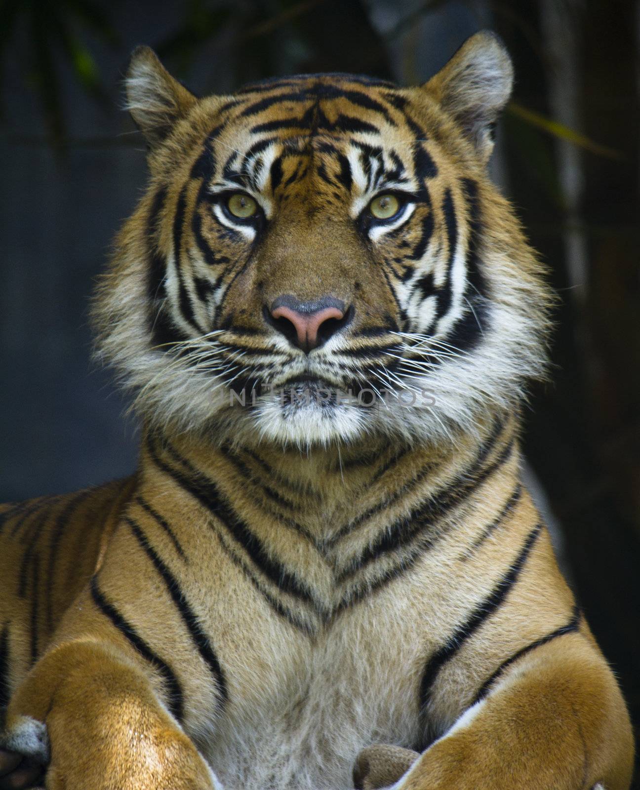Sumatran Tiger by stevemunro