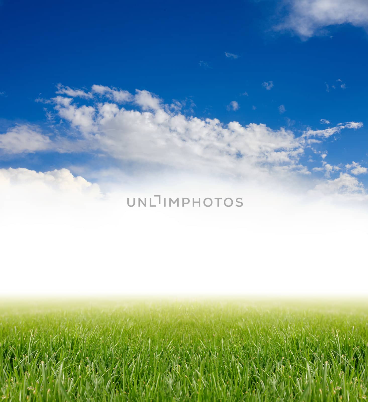 green grass under blue sky