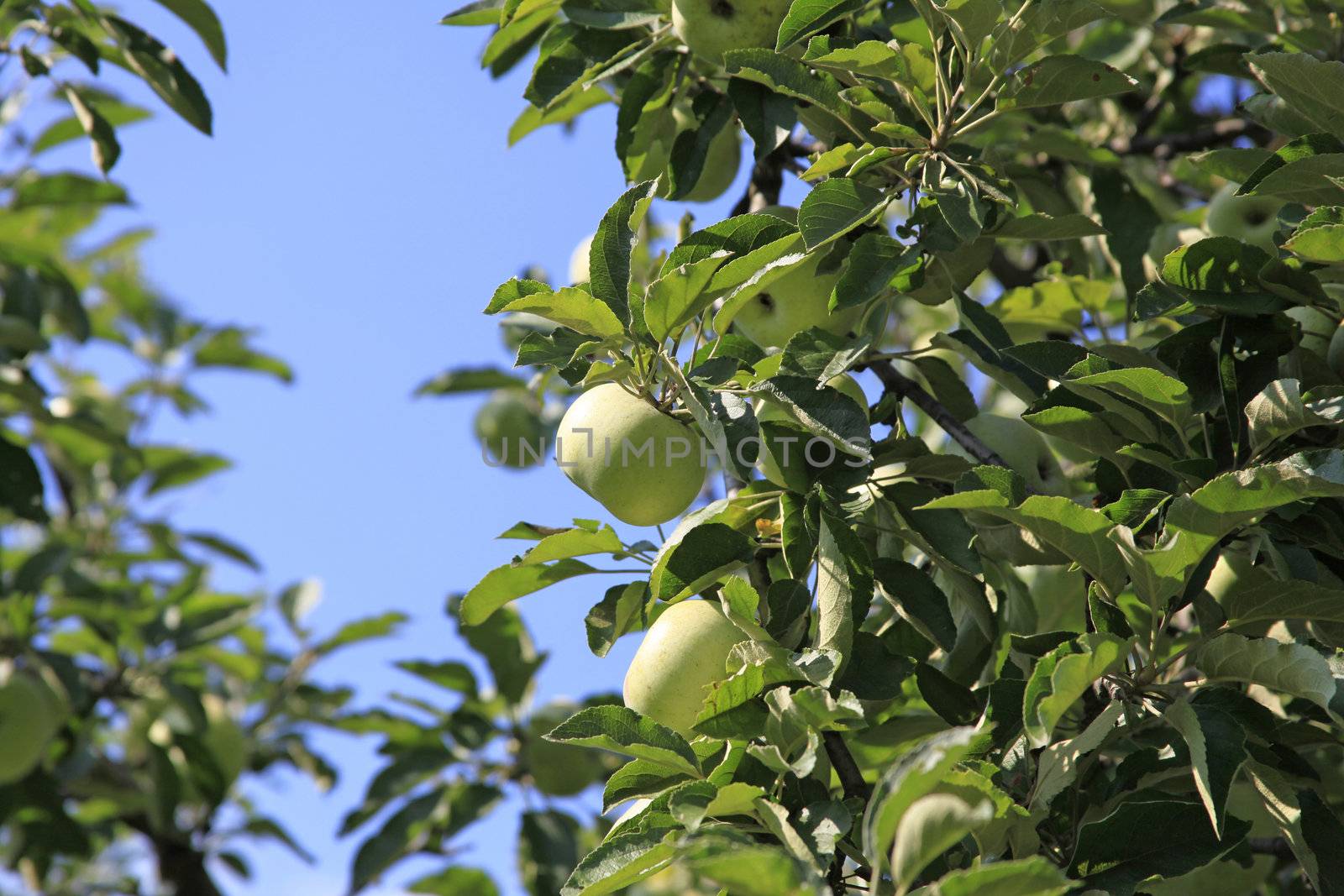 Plenty Of Apples On Apple Tree