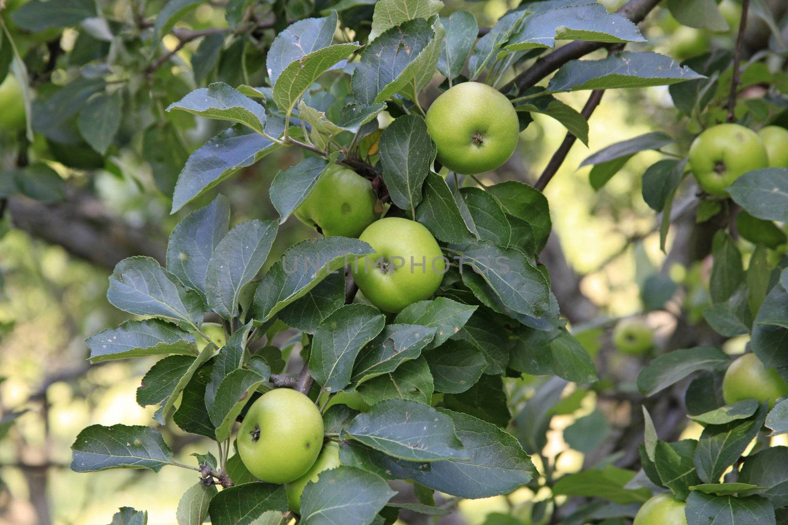 Plenty Of Apples On Apple Tree