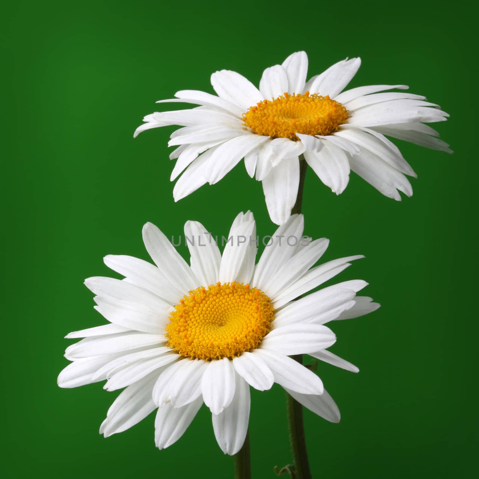 camomile flower on green