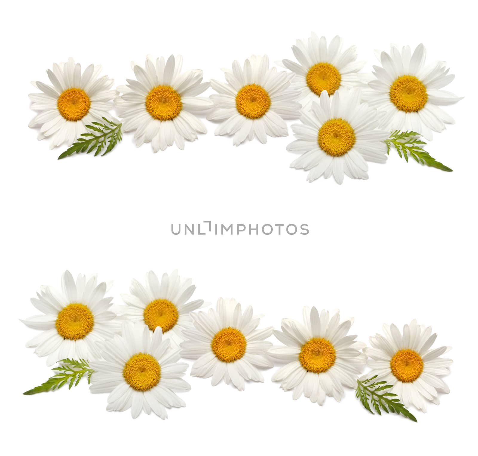 chamomile background by rudchenko