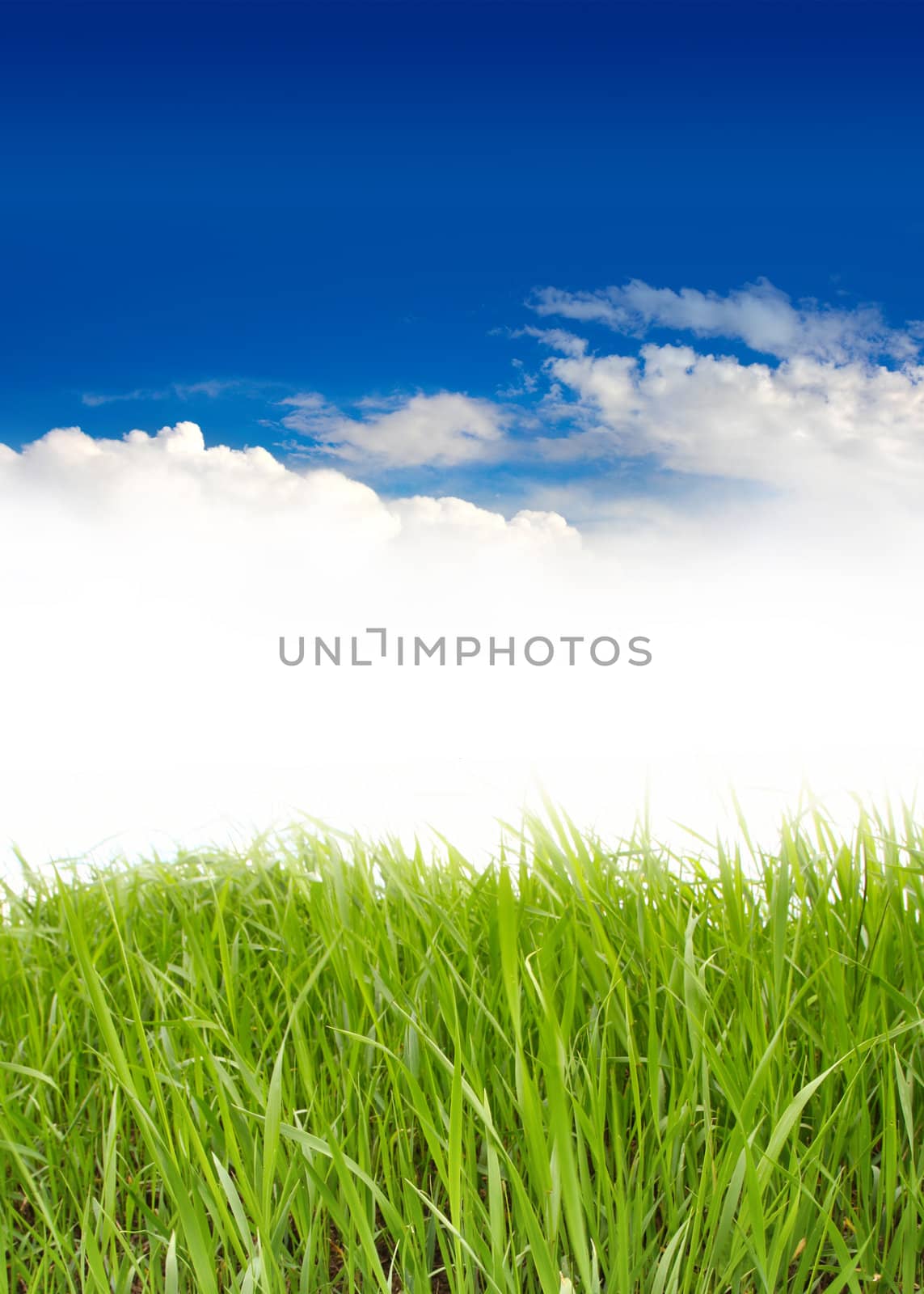 green grass under blue sky