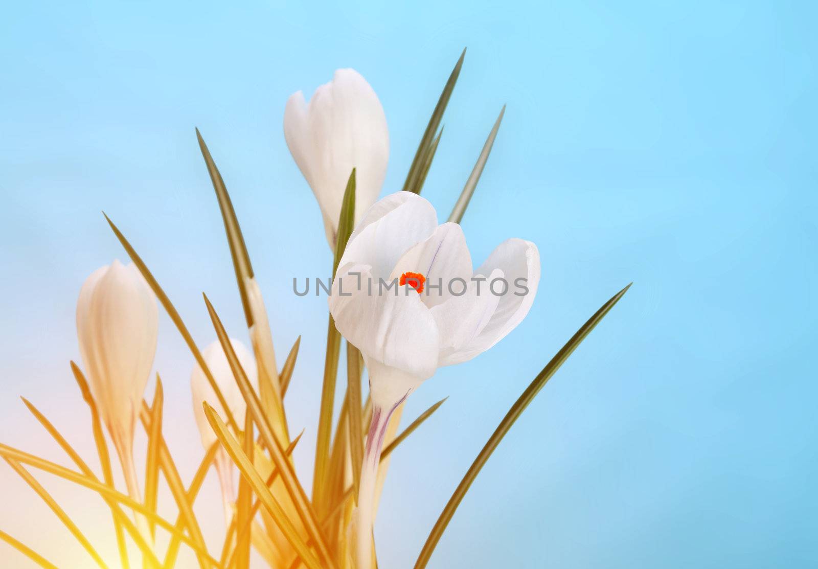 spring crocus flower by rudchenko