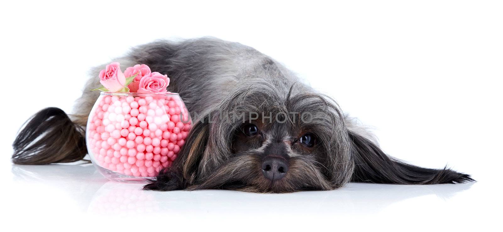 Small doggie. Decorative thoroughbred dog. Puppy of the Petersburg orchid. Shaggy doggie. The dog lies. Doggie and roses. Doggie and flowers.