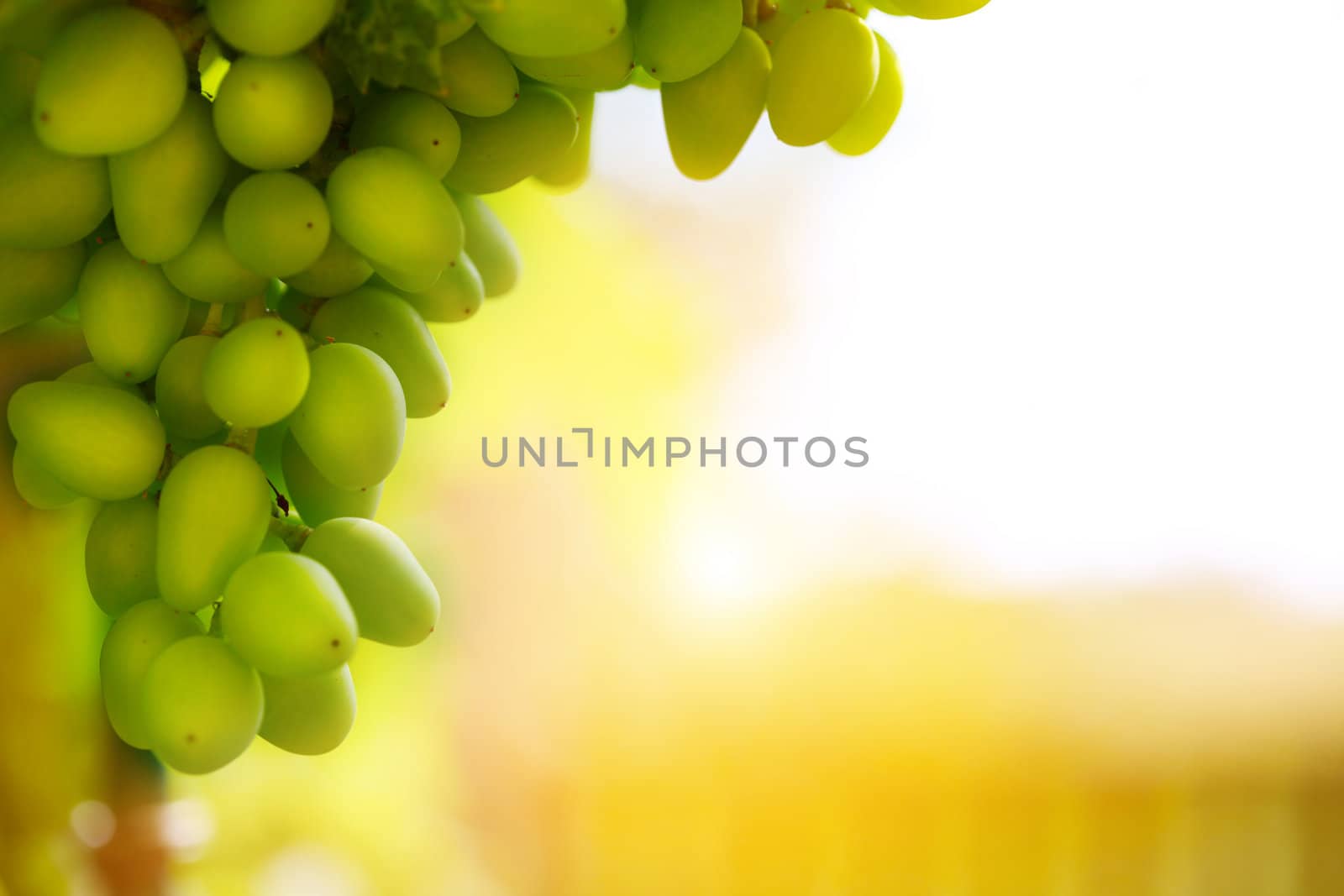 soft light on bunch of grapes