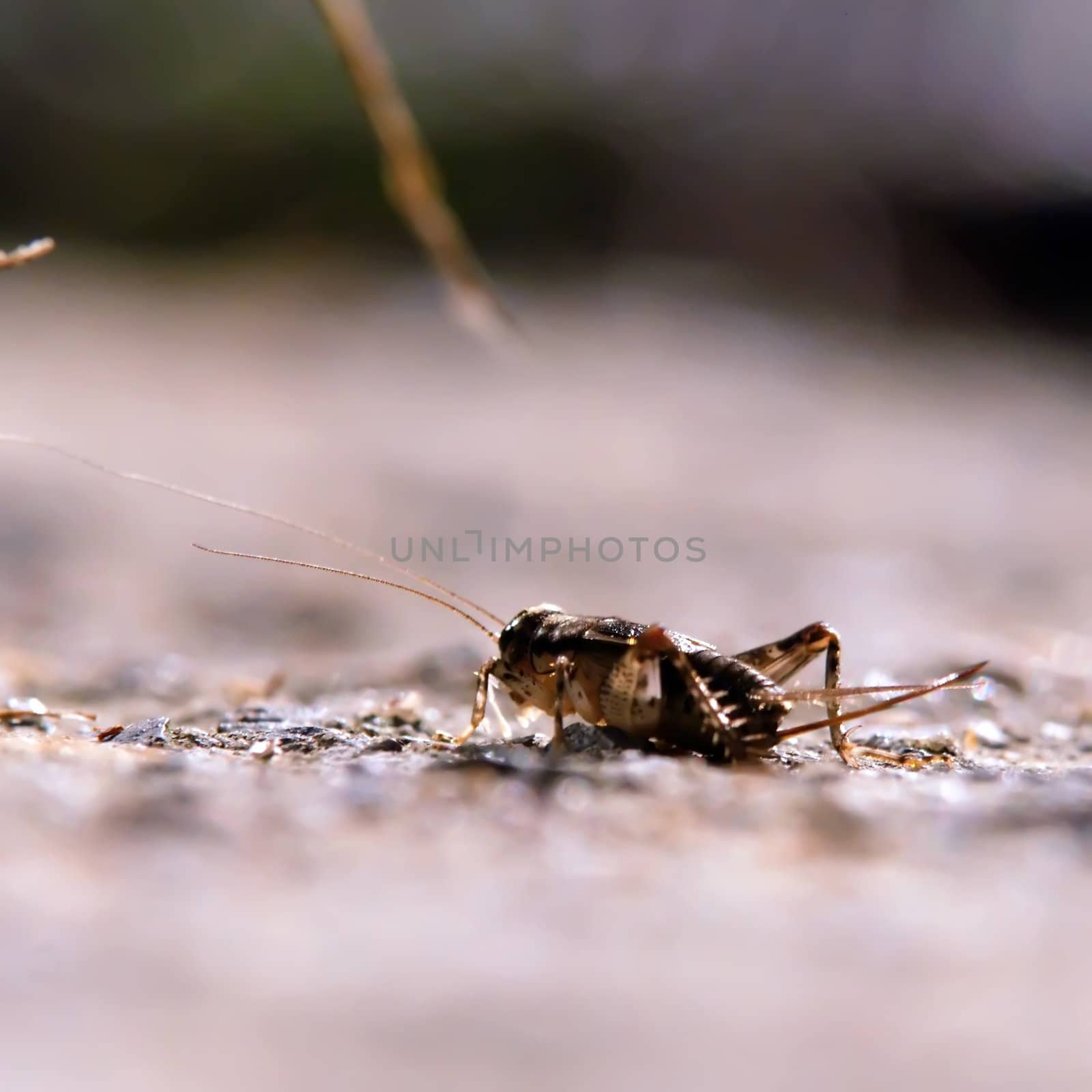 cricket on the hunt at night macro by digidreamgrafix