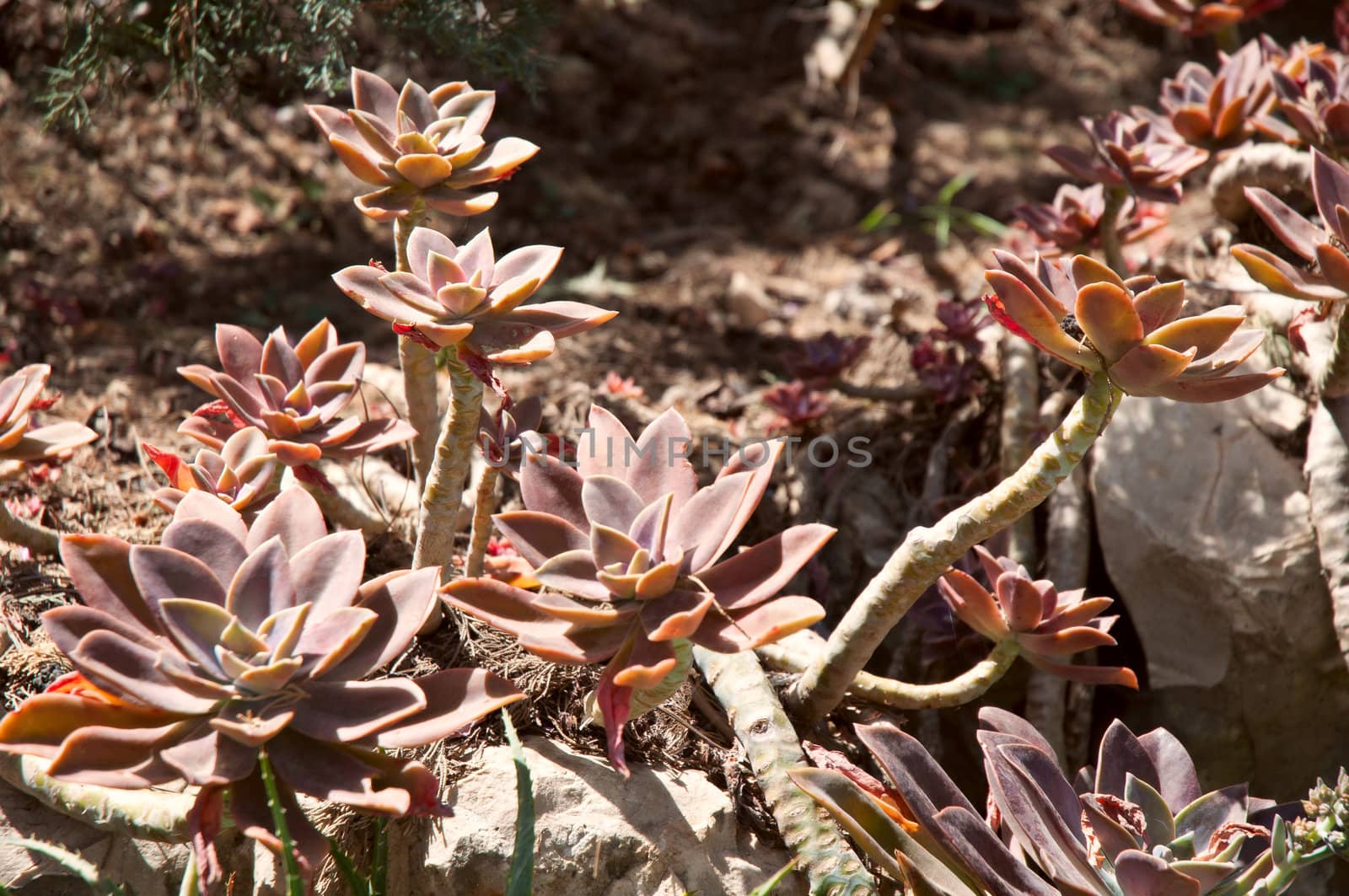 Succulent plant growing in the sun sun.