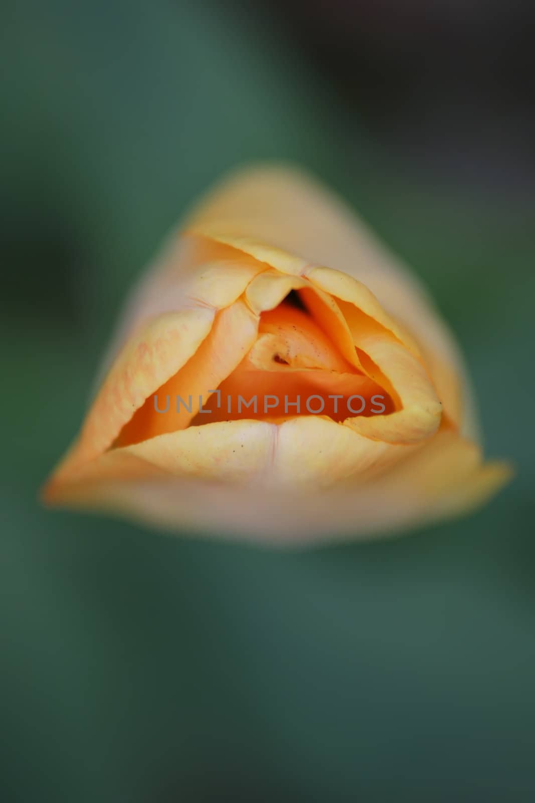 red tulips with yellow edges on dark background