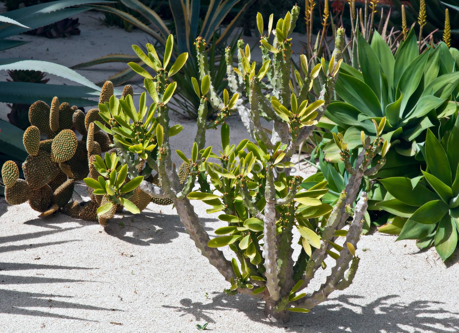Beautiful Green Succulent Sempervivum Cactus Blossom . by LarisaP