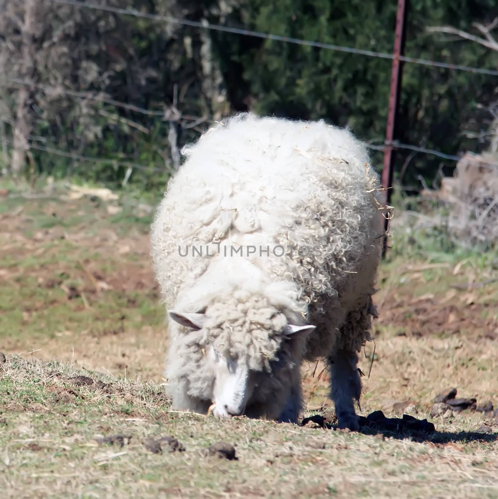 sheep eating grass on the farm