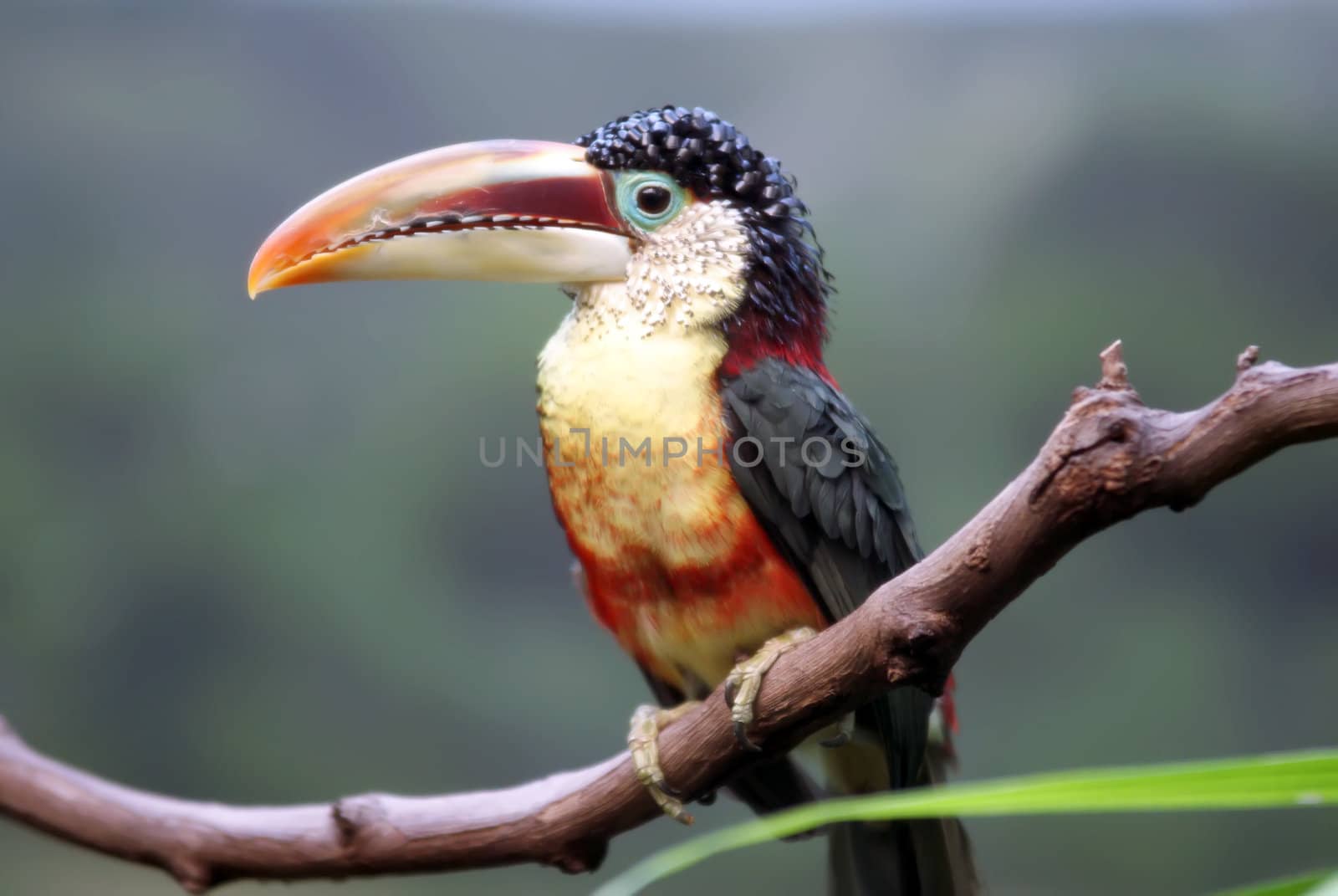 tucan bird sitting on branch at the zoo