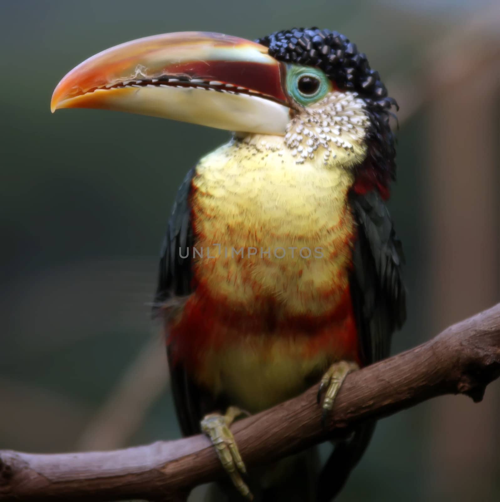 tucan bird sitting on branch at the zoo