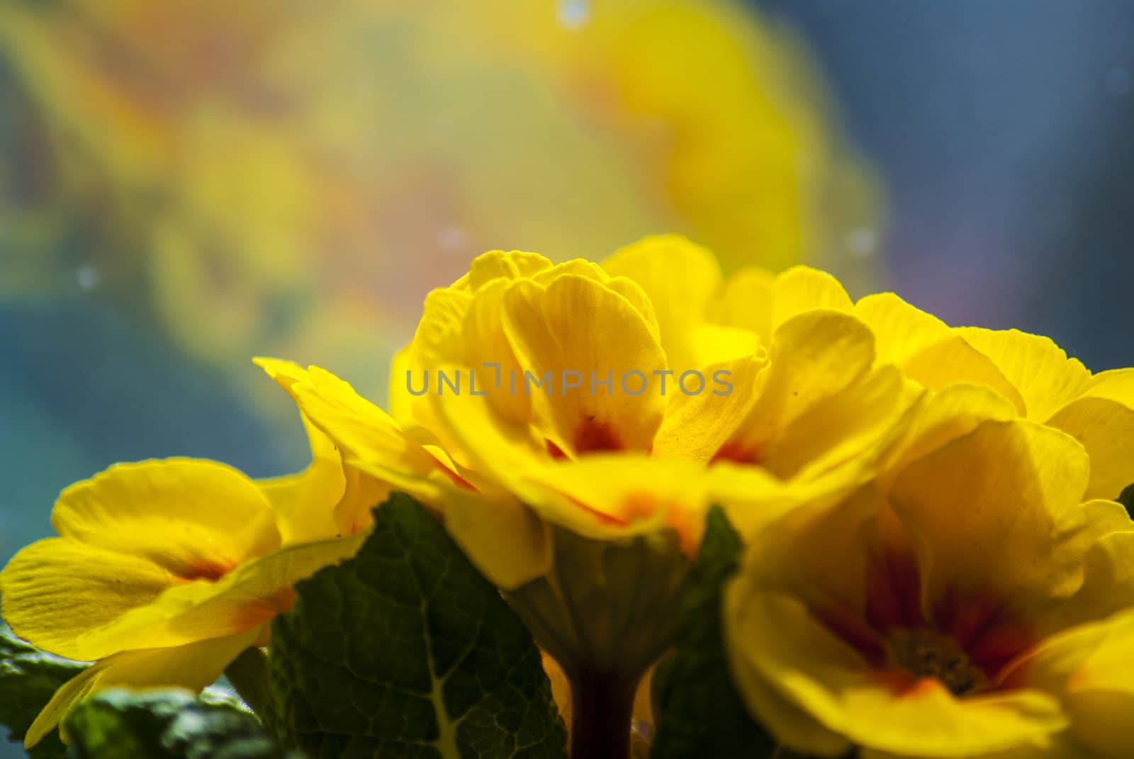 Yellow flower by photografmts