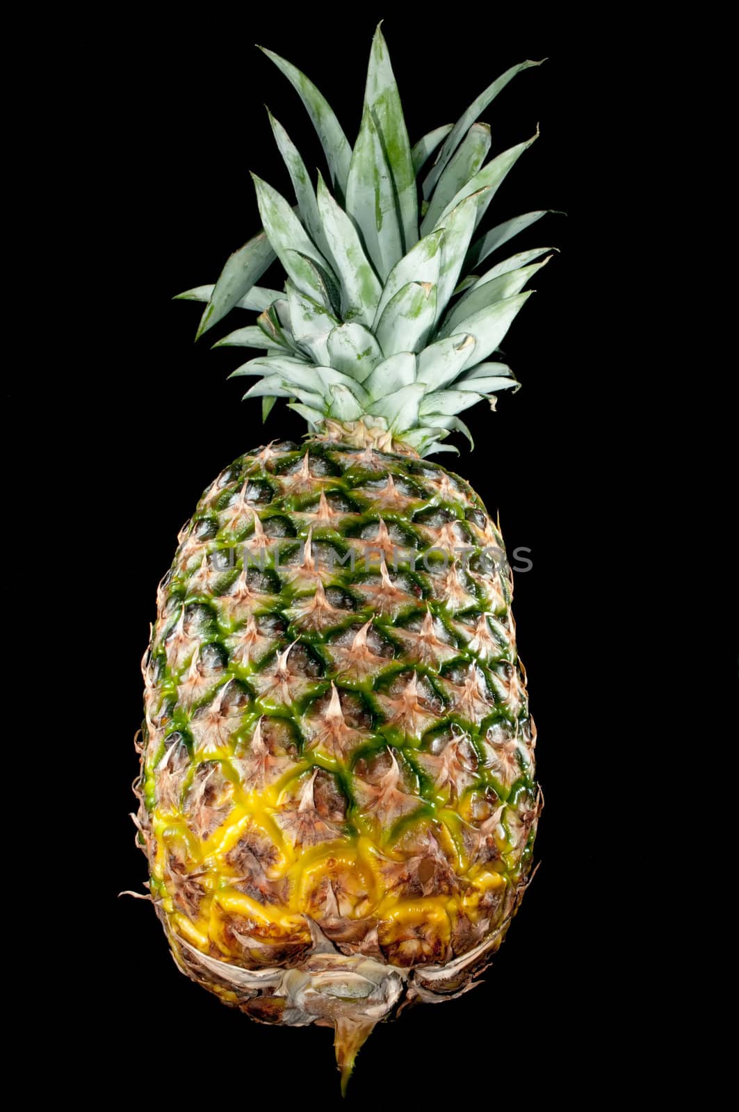 Pineapple fruit isolated on black background