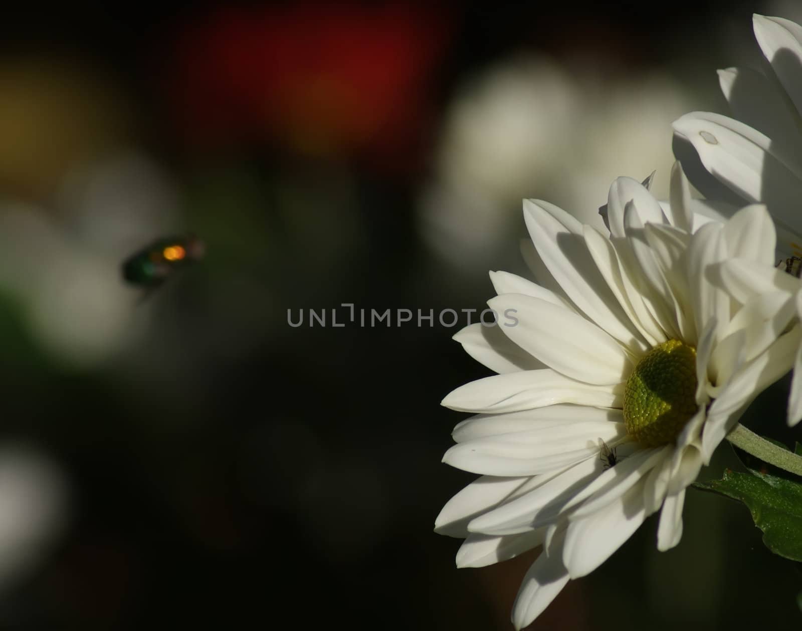 Close up of white daisy by digidreamgrafix