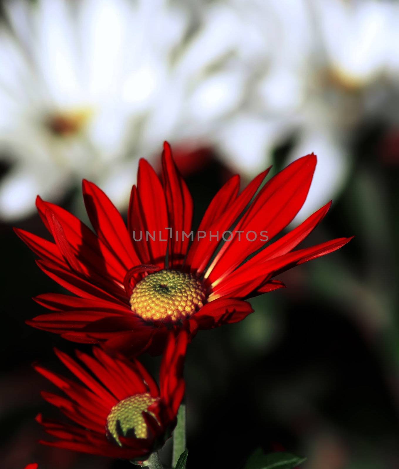 red daisy flower by digidreamgrafix