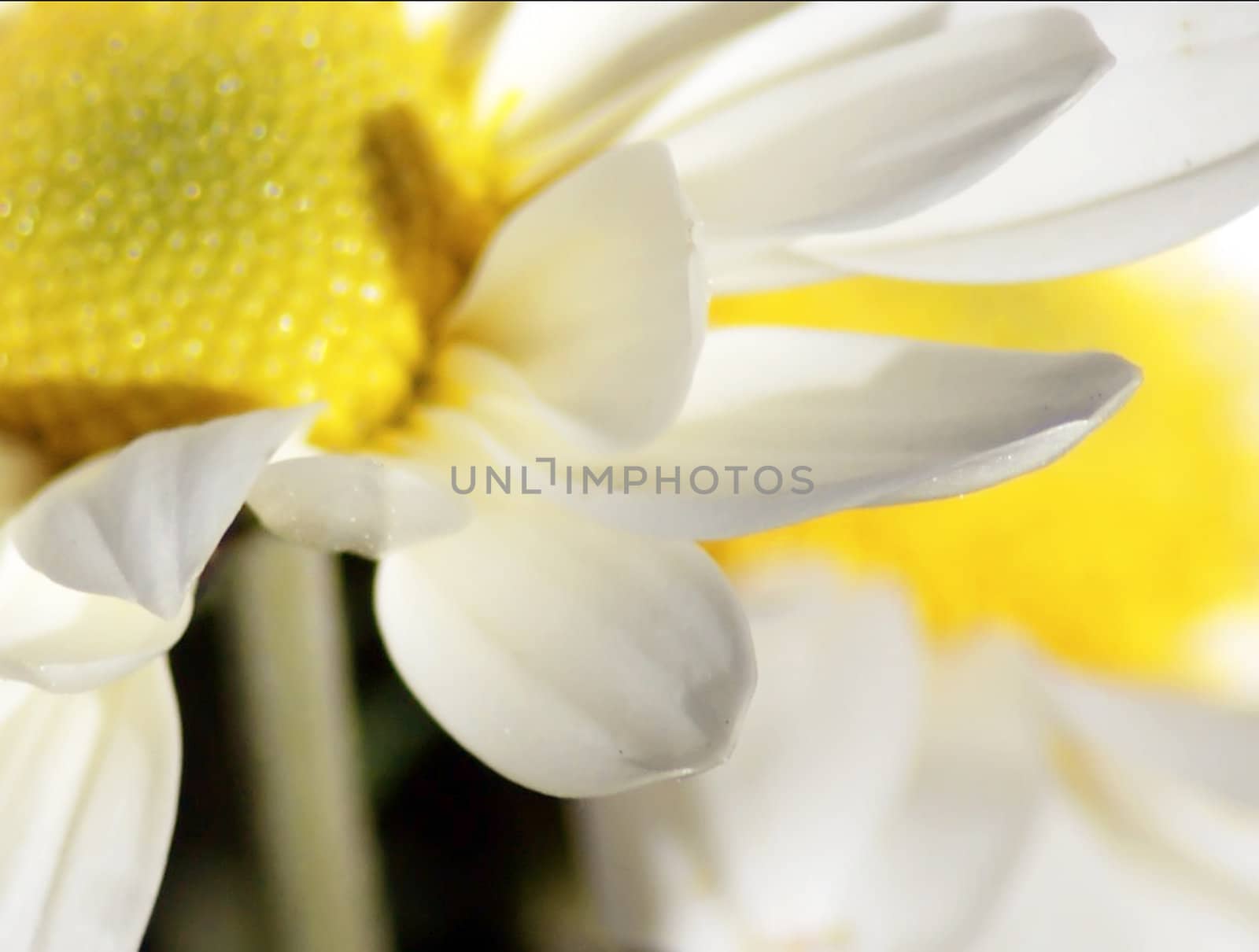 Close up of white daisy