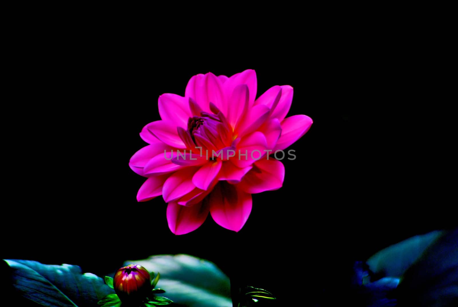 Colorful dahlia flower red with black background