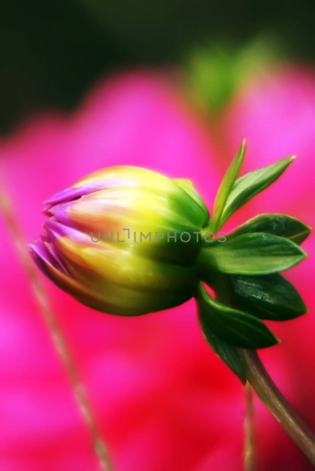bud of peony flower early morning by digidreamgrafix