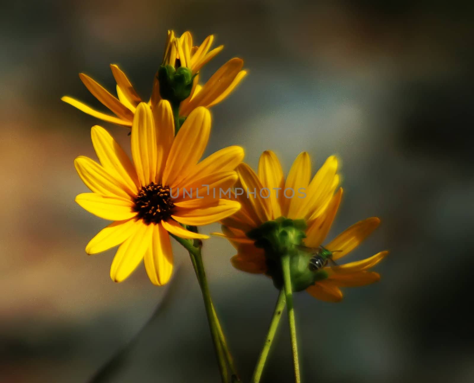 yellow flower and a bee flying by digidreamgrafix