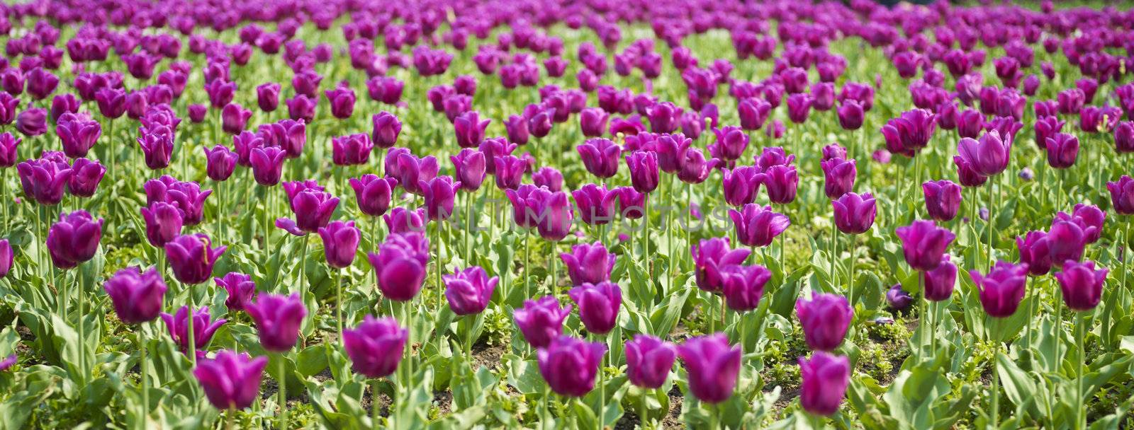 Spring Field of Beautiful Tulip in Garden