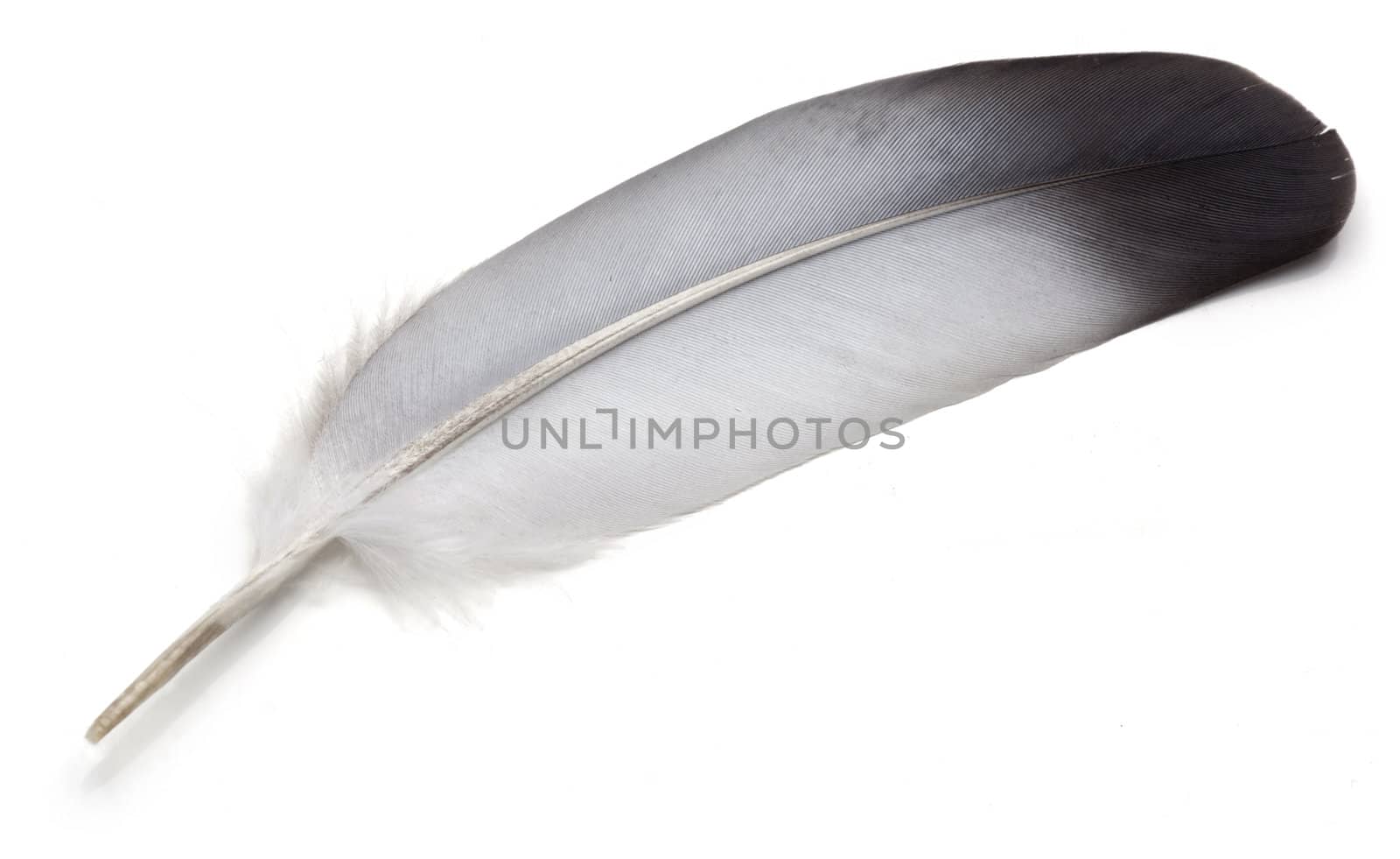 Grey Feather of pigeon over white background.