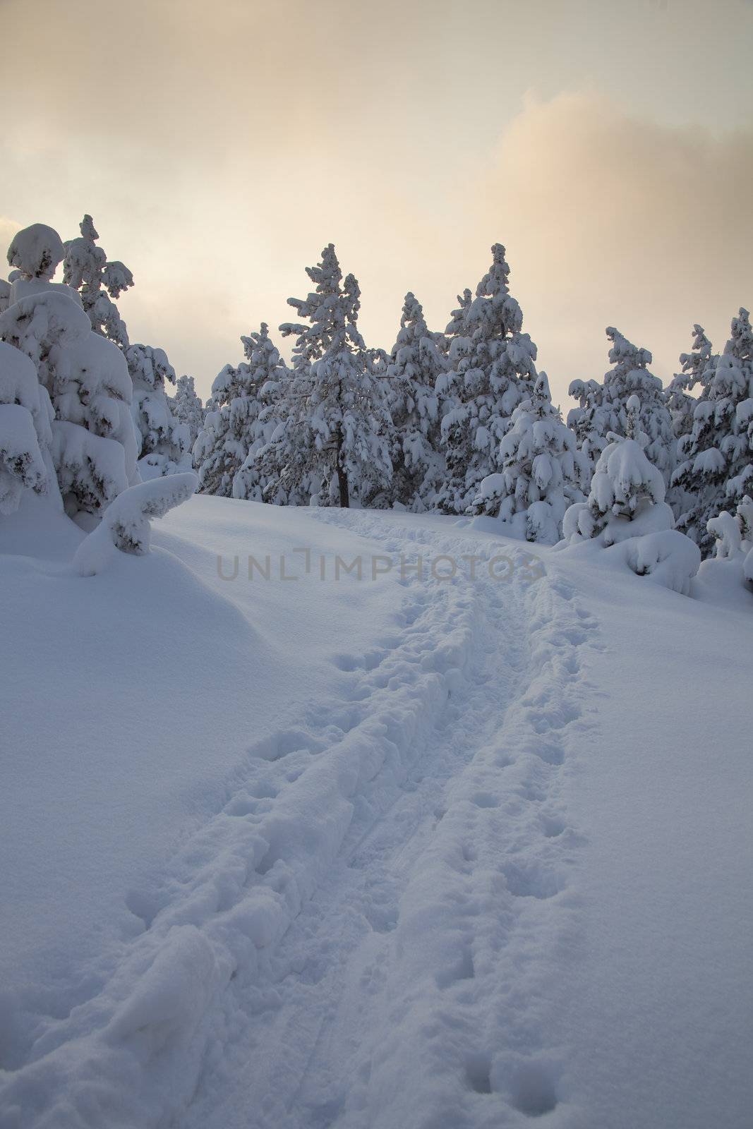Idilic winter scene wirh snow and footprints, Divcibare, Serbia