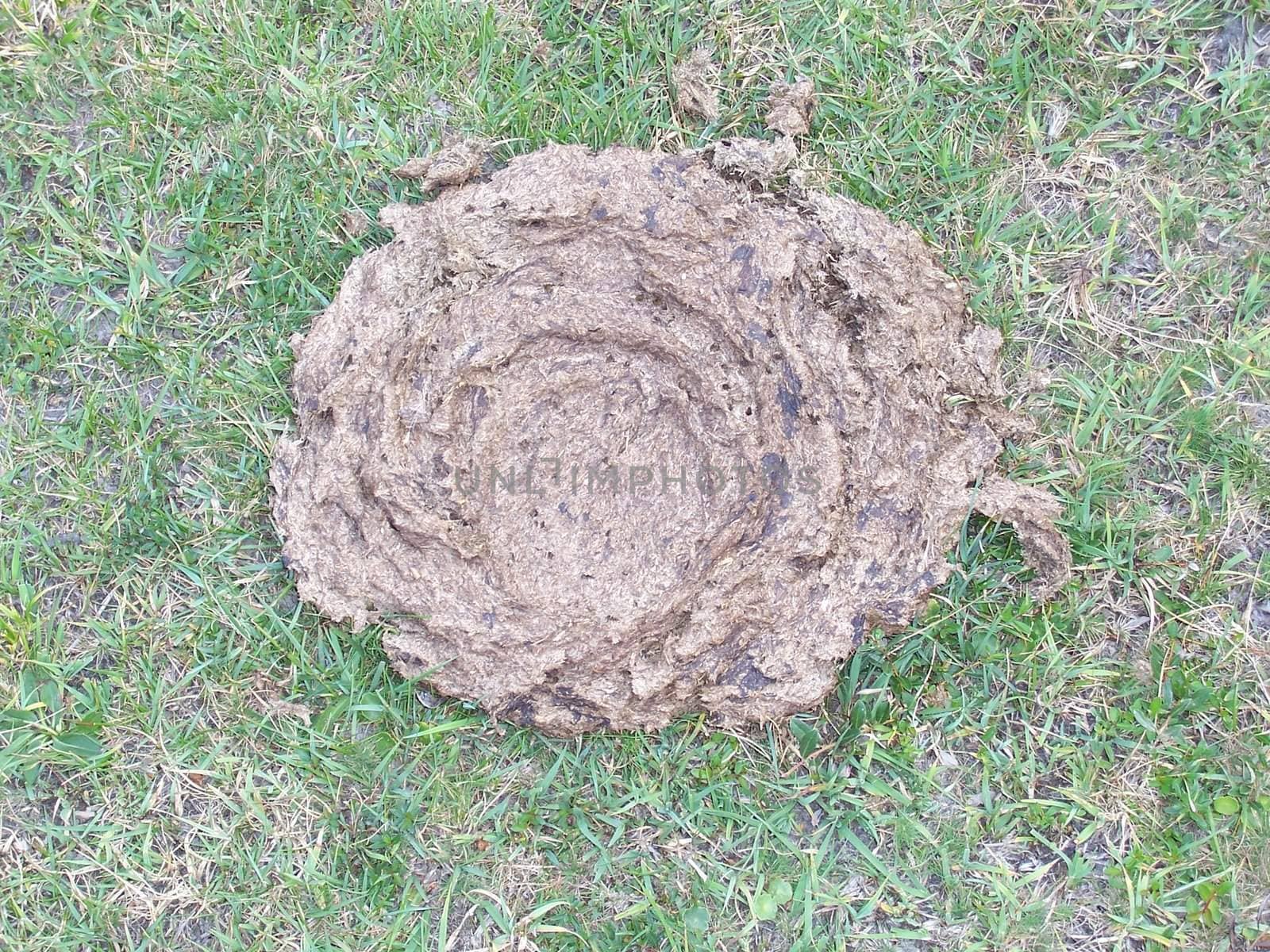 Photo of an isolated cow pat